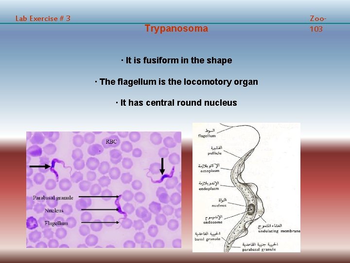 Lab Exercise # 3 Trypanosoma · It is fusiform in the shape · The