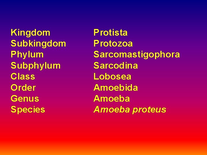 Kingdom Subkingdom Phylum Subphylum Class Order Genus Species Protista Protozoa Sarcomastigophora Sarcodina Lobosea Amoebida