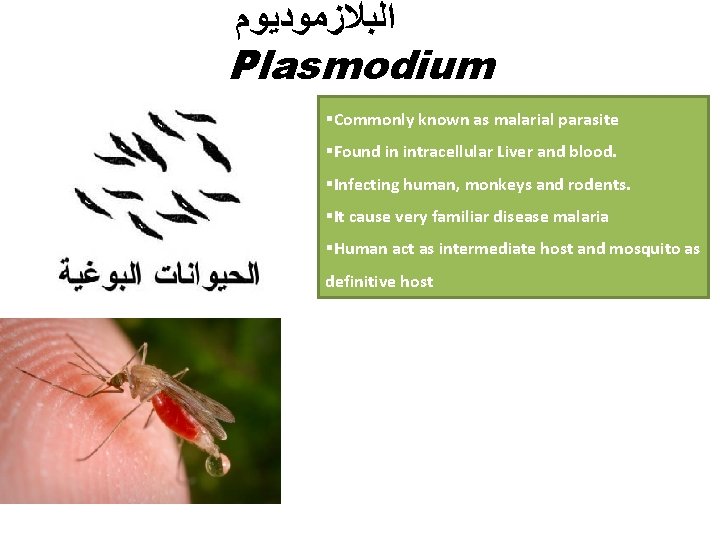  ﺍﻟﺒﻼﺯﻣﻮﺩﻳﻮﻡ Plasmodium §Commonly known as malarial parasite §Found in intracellular Liver and blood.