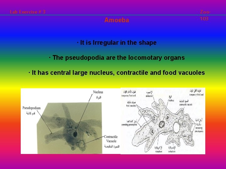 Lab Exercise # 3 Amoeba Zoo 103 · It is Irregular in the shape