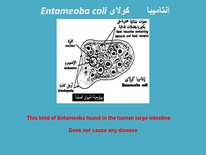 Entameoba coli ﻛﻮﻻﻯ ﺍﻧﺘﺎﻣﻴﺒﺎ This kind of Entamoeba found in the human large intestine