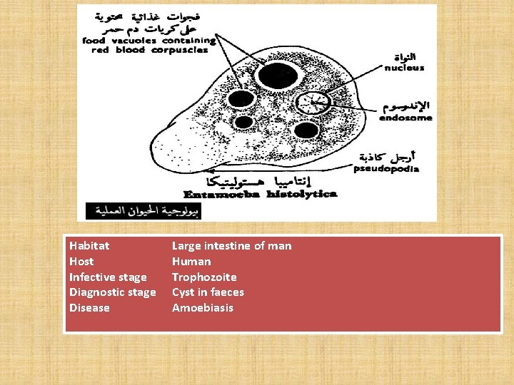 Habitat Host Infective stage Diagnostic stage Disease Large intestine of man Human Trophozoite Cyst