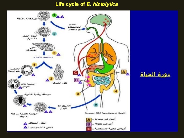 Life cycle of E. histolytica 