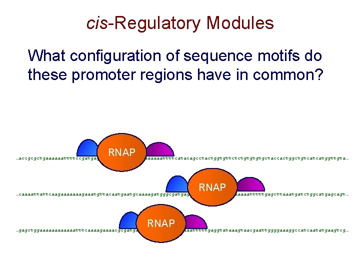 cis-Regulatory Modules What configuration of sequence motifs do these promoter regions have in common? cis-Regulatory Modules What configuration of sequence motifs do these promoter regions have in common?