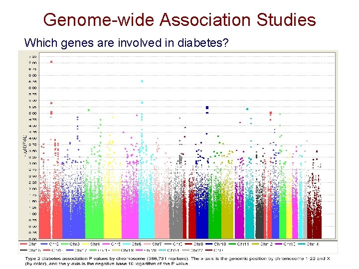 Genome-wide Association Studies Which genes are involved in diabetes? Genome-wide Association Studies Which genes are involved in diabetes?