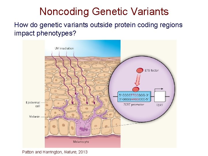 Noncoding Genetic Variants How do genetic variants outside protein coding regions impact phenotypes? Patton Noncoding Genetic Variants How do genetic variants outside protein coding regions impact phenotypes? Patton