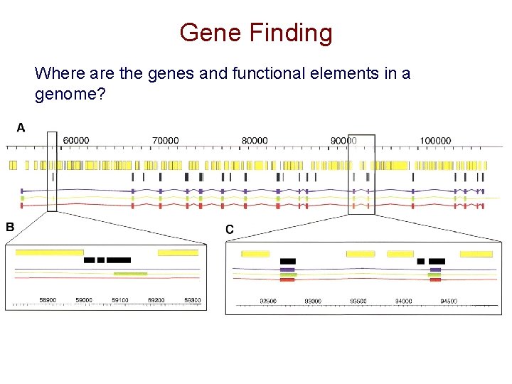 Gene Finding Where are the genes and functional elements in a genome? Gene Finding Where are the genes and functional elements in a genome?