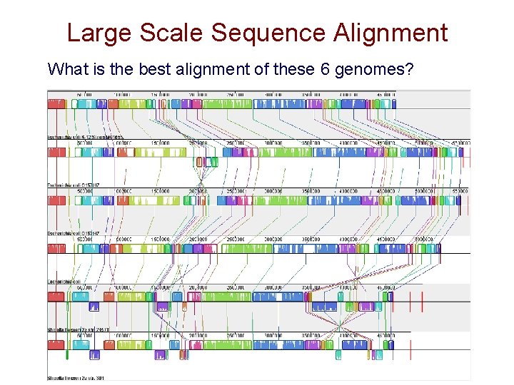 Large Scale Sequence Alignment What is the best alignment of these 6 genomes? Large Scale Sequence Alignment What is the best alignment of these 6 genomes?
