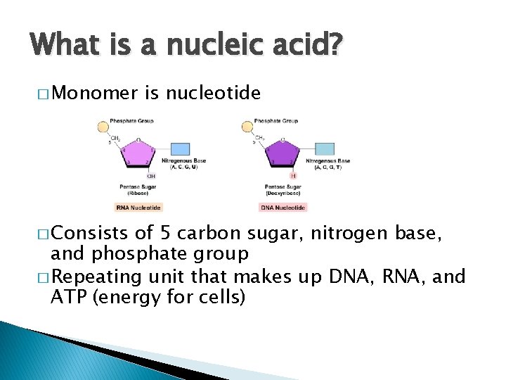 What is a nucleic acid? � Monomer � Consists is nucleotide of 5 carbon