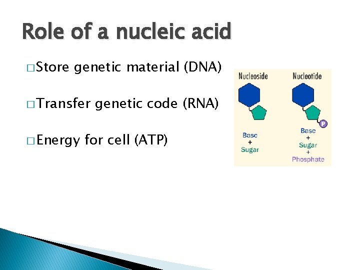 Role of a nucleic acid � Store genetic material (DNA) � Transfer � Energy