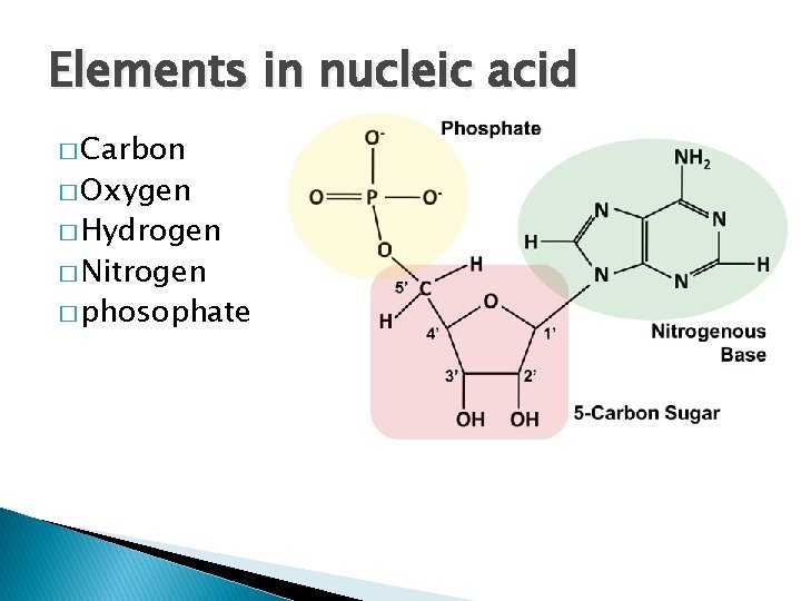 Elements in nucleic acid � Carbon � Oxygen � Hydrogen � Nitrogen � phosophate