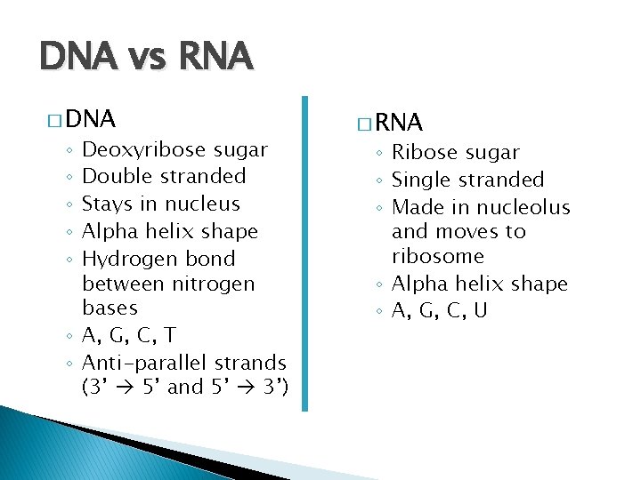 DNA vs RNA � DNA Deoxyribose sugar Double stranded Stays in nucleus Alpha helix