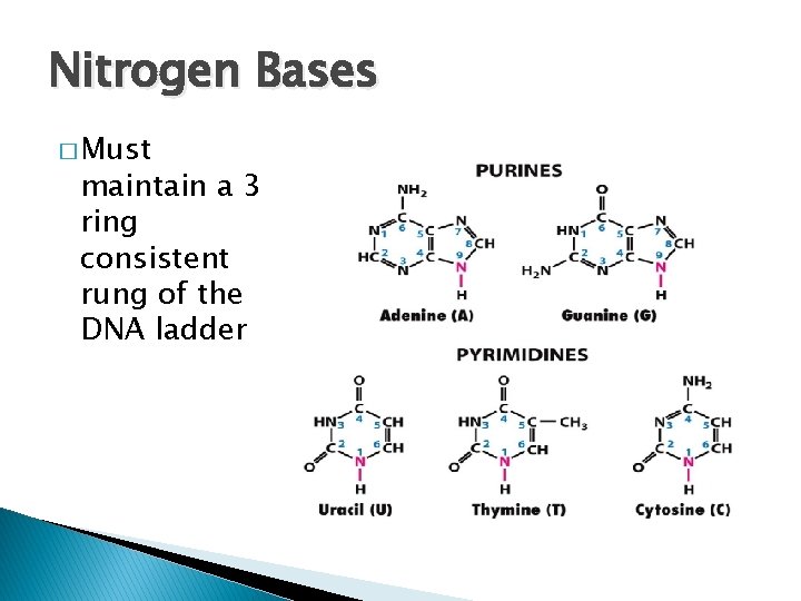 Nitrogen Bases � Must maintain a 3 ring consistent rung of the DNA ladder