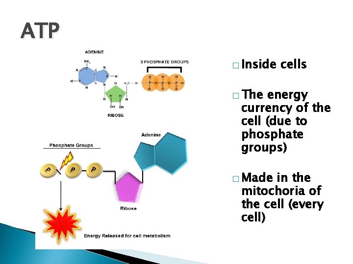 ATP � Inside cells � The energy currency of the cell (due to phosphate