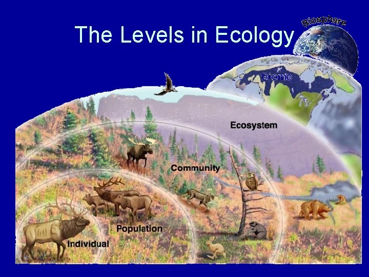The Levels in Ecology 