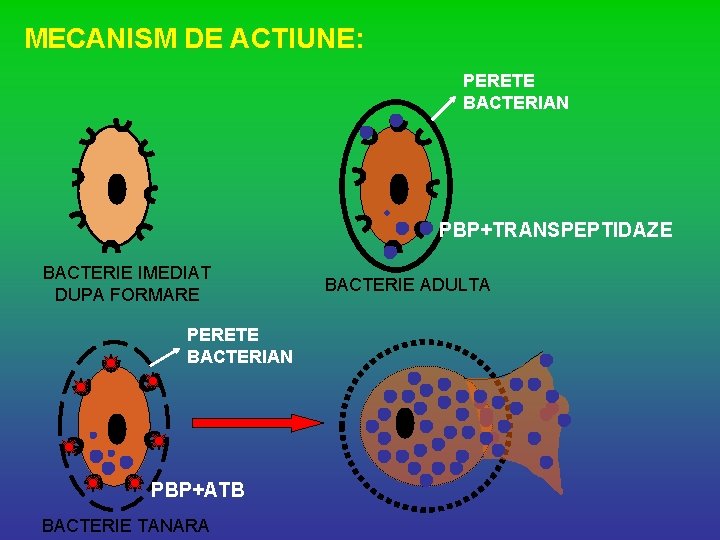 MECANISM DE ACTIUNE: PERETE BACTERIAN PBP+TRANSPEPTIDAZE BACTERIE IMEDIAT DUPA FORMARE PERETE BACTERIAN PBP+ATB BACTERIE