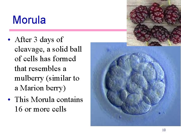 Morula • After 3 days of cleavage, a solid ball of cells has formed