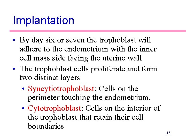 Implantation • By day six or seven the trophoblast will adhere to the endometrium