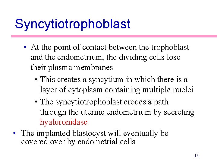 Syncytiotrophoblast • At the point of contact between the trophoblast and the endometrium, the