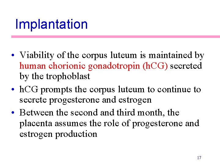 Implantation • Viability of the corpus luteum is maintained by human chorionic gonadotropin (h.