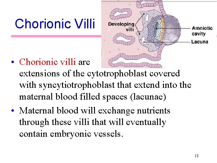 Chorionic Villi • Chorionic villi are extensions of the cytotrophoblast covered with syncytiotrophoblast that