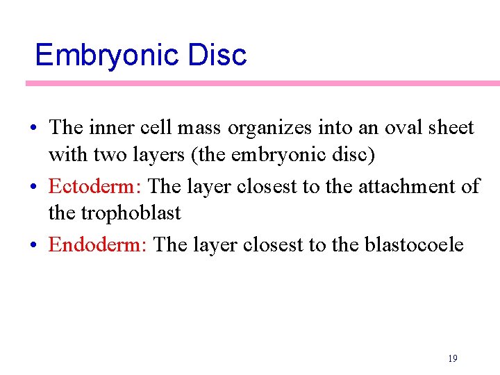 Embryonic Disc • The inner cell mass organizes into an oval sheet with two