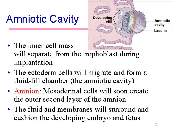 Amniotic Cavity • The inner cell mass will separate from the trophoblast during implantation