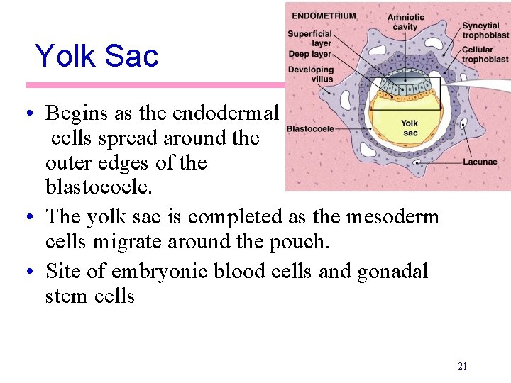 Yolk Sac • Begins as the endodermal cells spread around the outer edges of