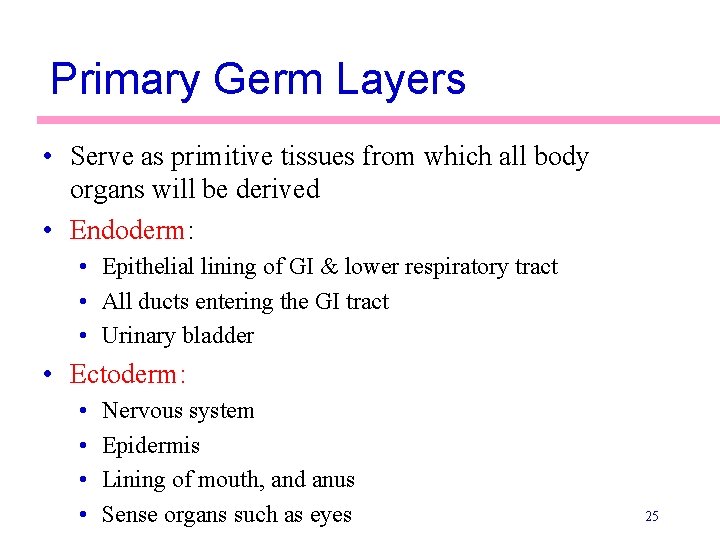 Primary Germ Layers • Serve as primitive tissues from which all body organs will