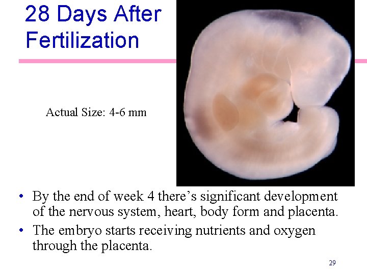 28 Days After Fertilization Actual Size: 4 -6 mm • By the end of