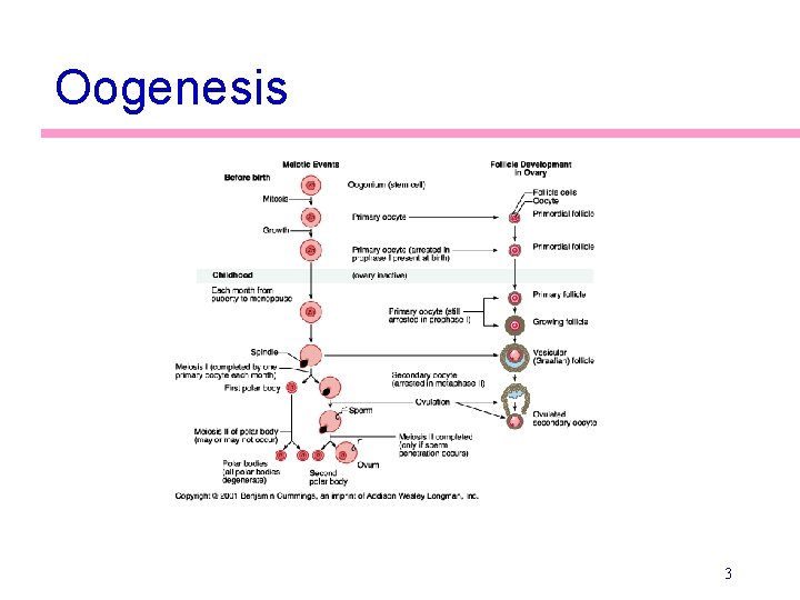 Oogenesis 3 