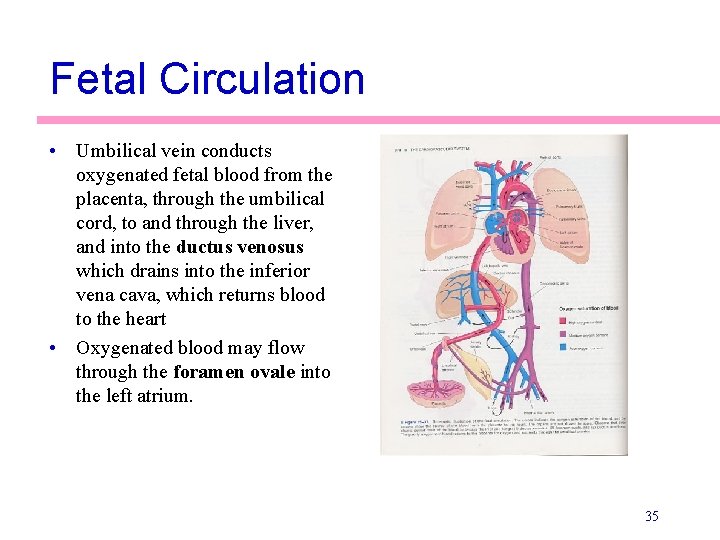 Fetal Circulation • Umbilical vein conducts oxygenated fetal blood from the placenta, through the