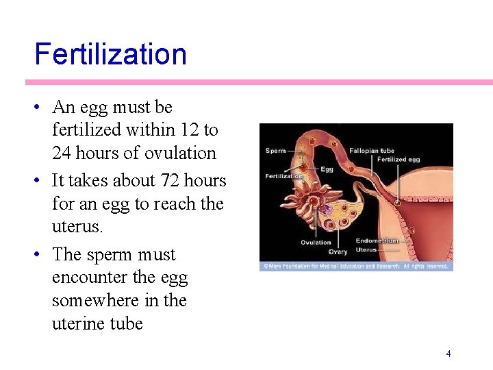 Fertilization • An egg must be fertilized within 12 to 24 hours of ovulation