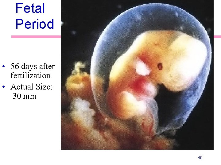Fetal Period • 56 days after fertilization • Actual Size: 30 mm 40 