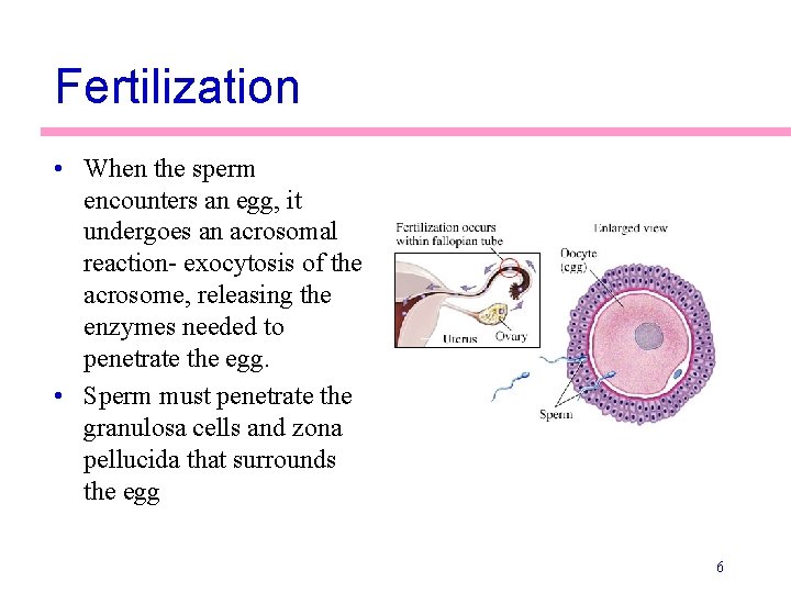 Fertilization • When the sperm encounters an egg, it undergoes an acrosomal reaction- exocytosis