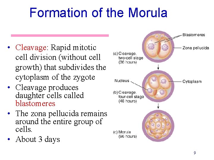 Formation of the Morula • Cleavage: Rapid mitotic cell division (without cell growth) that