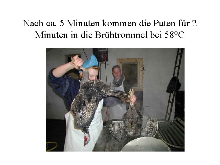 Nach ca. 5 Minuten kommen die Puten für 2 Minuten in die Brühtrommel bei