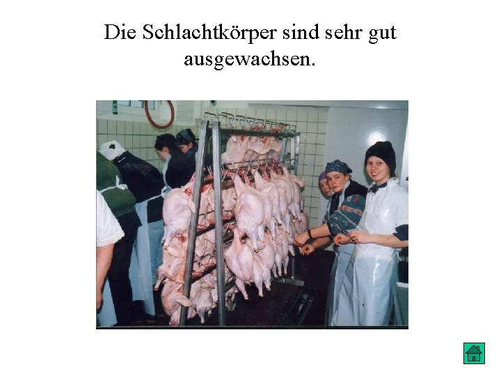 Die Schlachtkörper sind sehr gut ausgewachsen. 