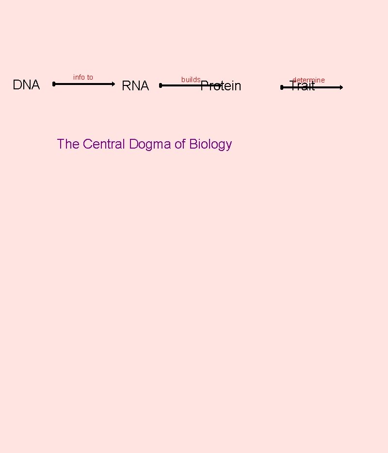 DNA info to RNA builds Protein The Central Dogma of Biology determine Trait 