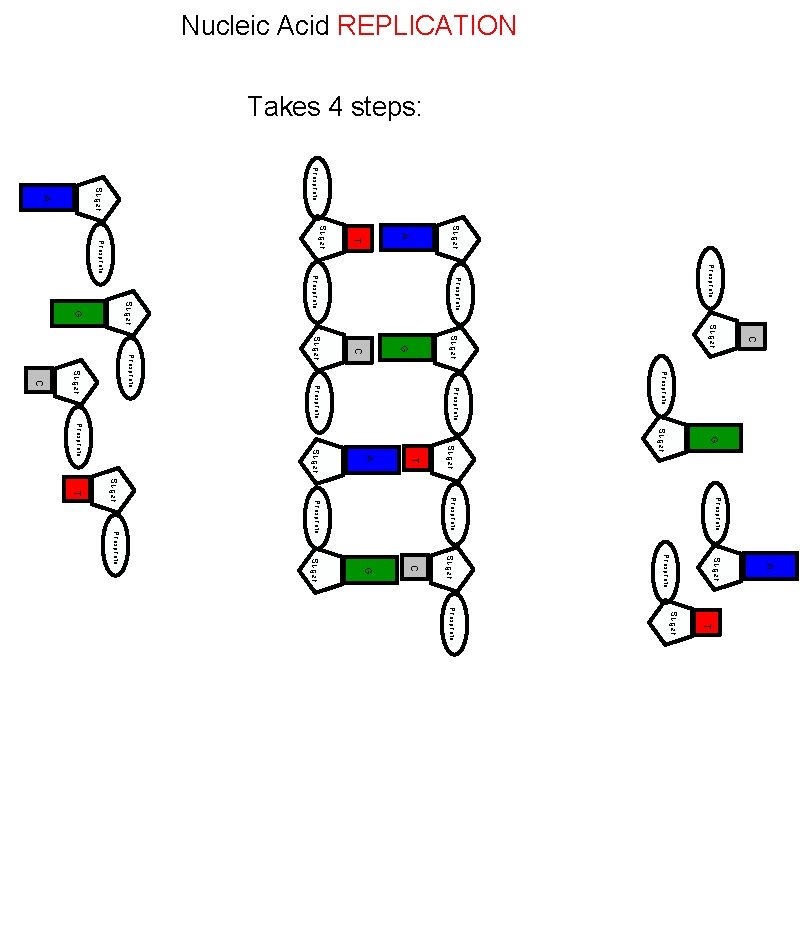 Nucleic Acid REPLICATION Takes 4 steps: Phosphate Sugar A T Sugar C Phosphate Sugar