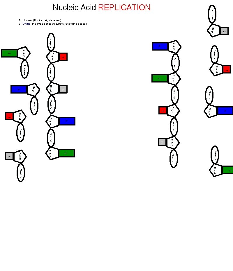 Phosphate Nucleic Acid REPLICATION 1. Unwind (DNA straightens out) 2. Unzip (the two strands