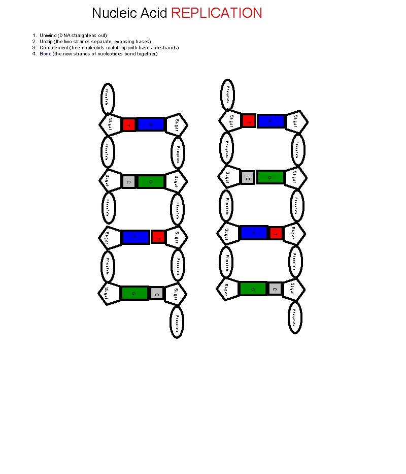 Nucleic Acid REPLICATION Unwind (DNA straightens out) Unzip (the two strands separate, exposing bases)