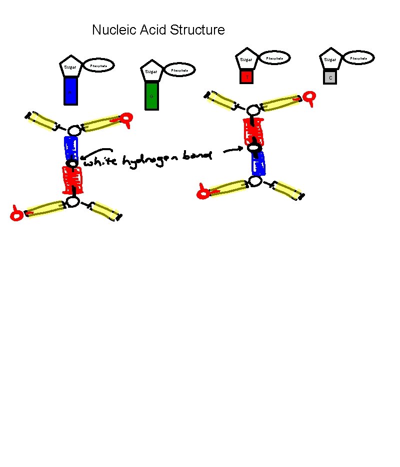 Nucleic Acid Structure Sugar Phosphate T A Phosphate G C Phosphate 