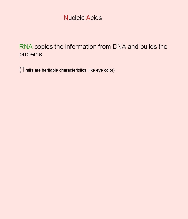 Nucleic Acids RNA copies the information from DNA and builds the proteins. (Traits are