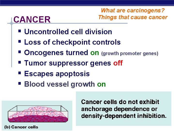 What are carcinogens? Things that cause cancer CANCER § Uncontrolled cell division § Loss