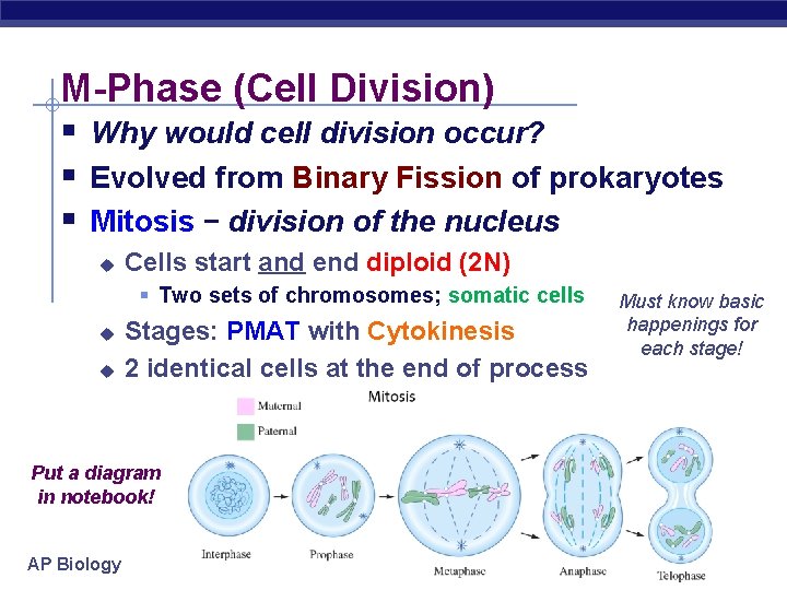 M-Phase (Cell Division) § Why would cell division occur? § Evolved from Binary Fission