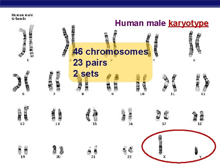 Human male karyotype 46 chromosomes 23 pairs 2 sets AP Biology 