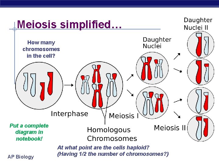 Meiosis simplified… How many chromosomes in the cell? Put a complete diagram in notebook!