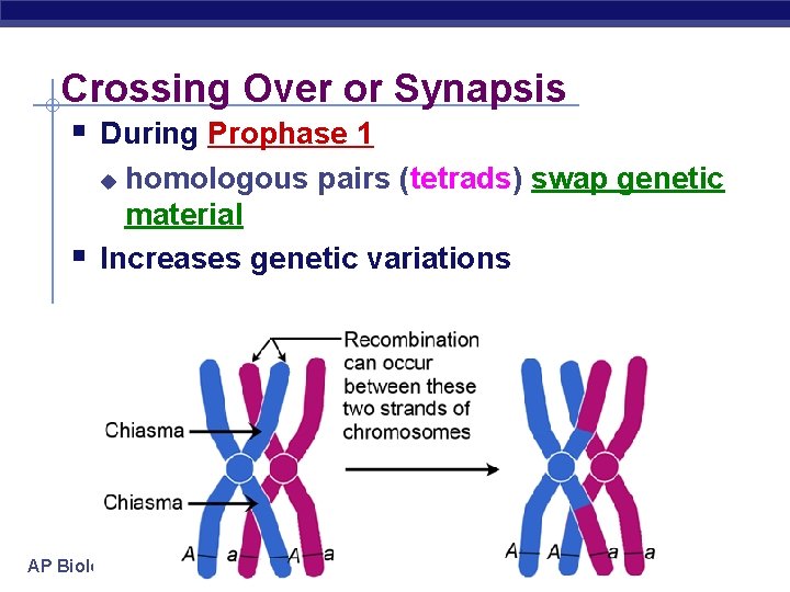 Crossing Over or Synapsis § During Prophase 1 homologous pairs (tetrads) swap genetic material