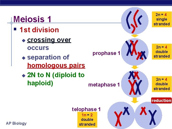 2 n = 4 single stranded Meiosis 1 § 1 st division crossing over